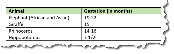 The image shows a two-column table. The first column lists animals, and the second column lists gestation (in months). The header row is shaded with green, and the text in the header row is bold. The edges of the screen capture are tattered, to indicate that the image is part of a larger document.